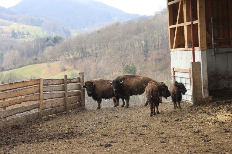 Bisonzucht Kogelhof.jpg © Paula Pöchlauer-Kozel/LK Niederösterreich