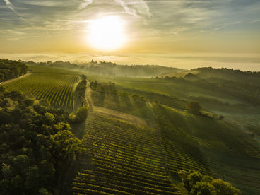 wien-bisamberg-herbst-0328_Ortswein.jpg © RWK Wien / Robert Herbst