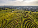 wien-mauer-herbst-0704_Ortswein.jpg © RWK Wien / Robert Herbst