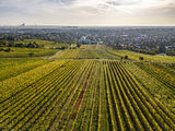wien-mauer-herbst-0704_Ortswein.jpg © RWK Wien / Robert Herbst wien-mauer-herbst-0704_Ortswein.jpg © RWK Wien / Robert Herbst