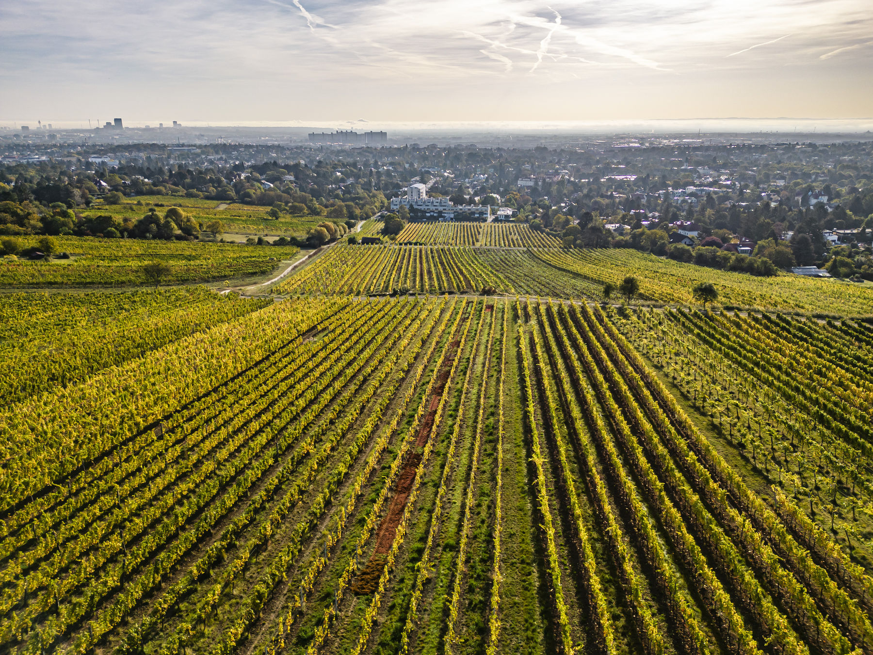 wien-mauer-herbst-0704 Ortswein.jpg