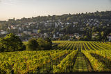 wien-neustift-herbst-4504_Ortswein.jpg © RWK Wien / Robert Herbst