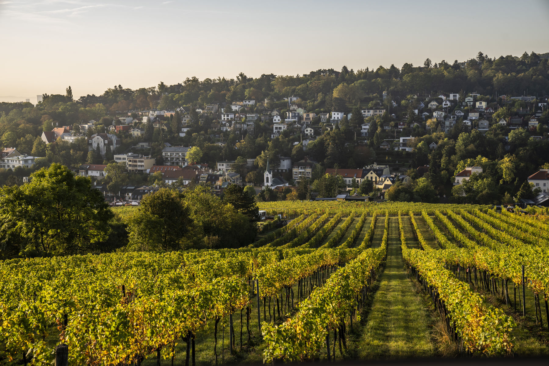 wien-neustift-herbst-4504 Ortswein.jpg