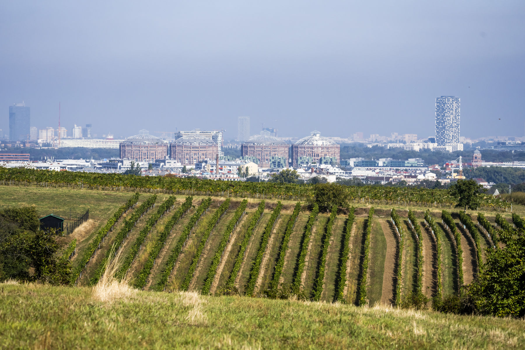 wien-oberlaa-herbst-4406_Ortswein.jpg © RWK Wien / Robert Herbst wien-oberlaa-herbst-4406_Ortswein.jpg © RWK Wien / Robert Herbst