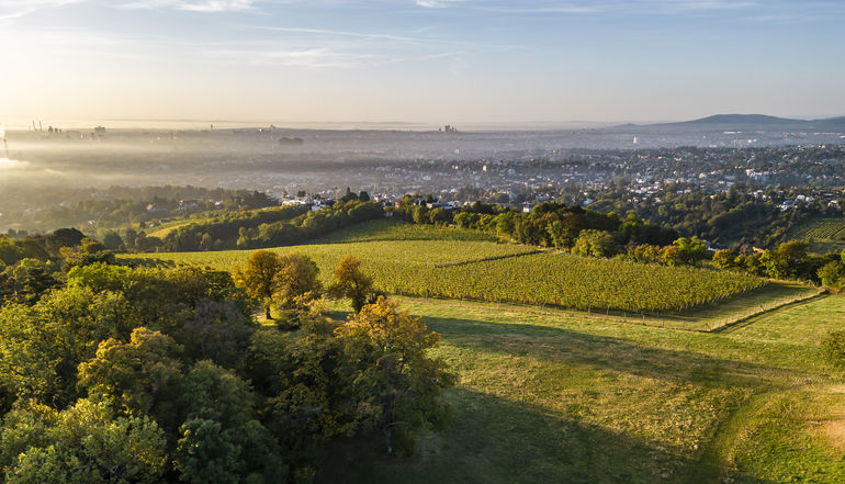 wien-sievering-herbst-0676_Ortswein.jpg © RWK Wien / Robert Herbst