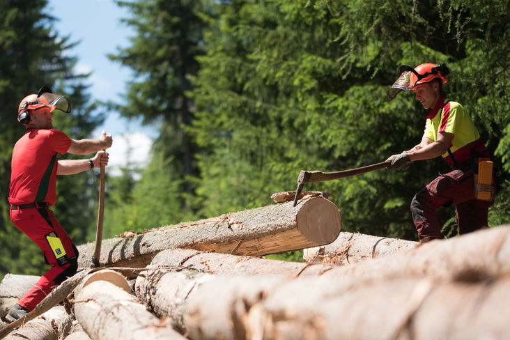 Die Forstfacharbeiterausbildung lässt sich auch gut mit betrieblichen Tätigkeiten am eigenen Hof kombinieren. © Bundes-LFA