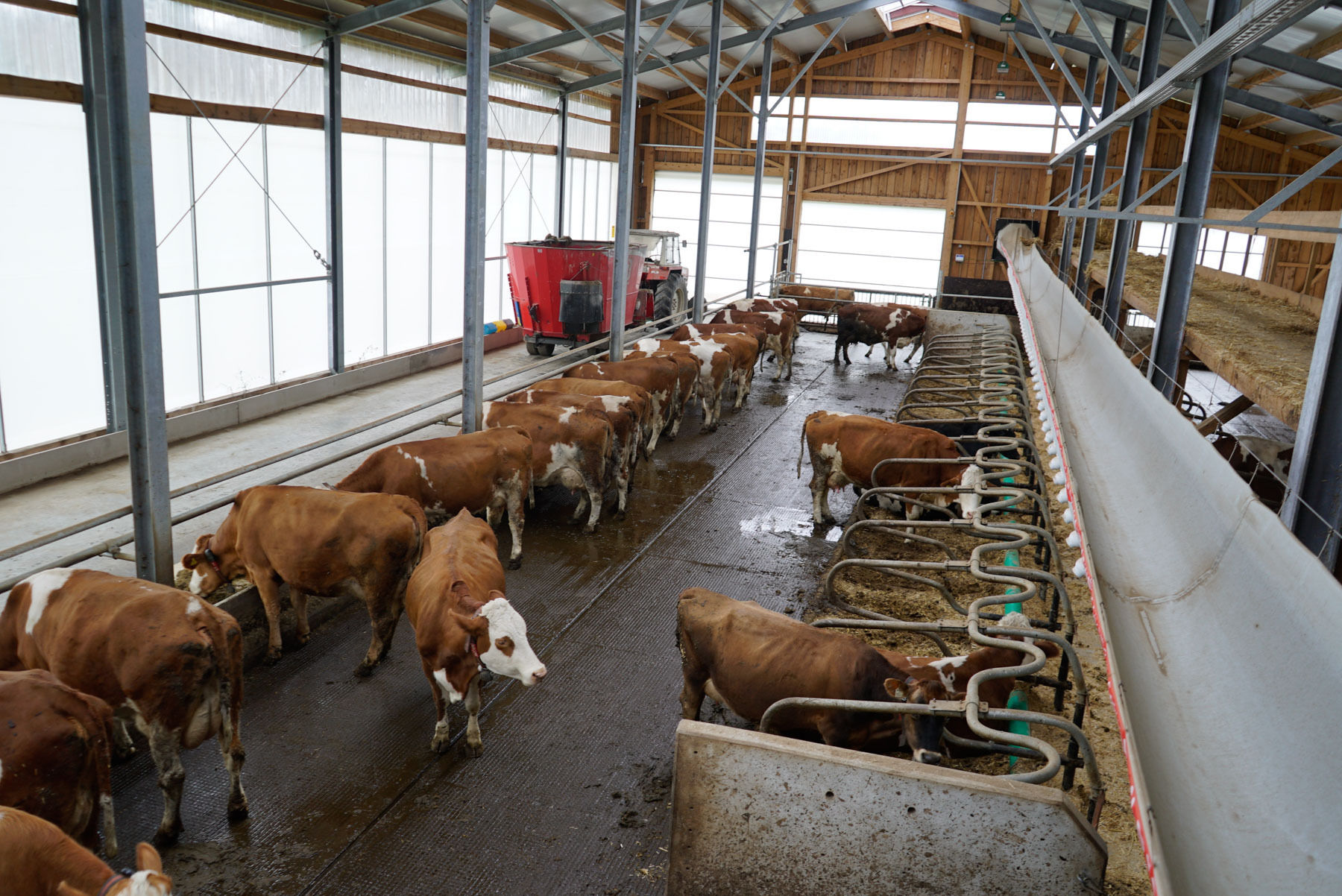 Leidenschaftliche Milchviehhaltung und   Zucht Erkenntnisse aus Milchleistungskontrolle, professioneller Klauenpflege und Generationswissen gebündelt   am Betrieb .jpg © Hatheier Leidenschaftliche Milchviehhaltung und   Zucht Erkenntnisse aus Milchleistungskontrolle, professioneller Klauenpflege und Generationswissen gebündelt   am Betrieb .jpg © Hatheier