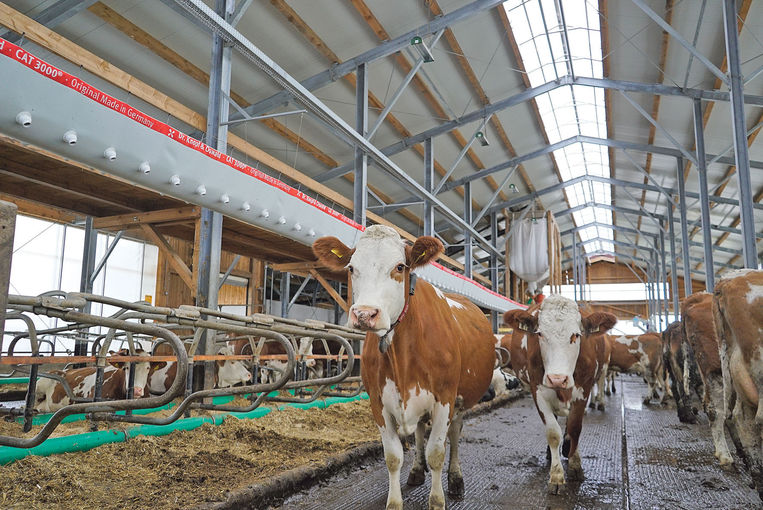 Leidenschaftliche Milchviehhaltung und   Zucht Erkenntnisse aus Milchleistungskontrolle, professioneller Klauenpflege und Generationswissen gebündelt   am Betrieb .jpg