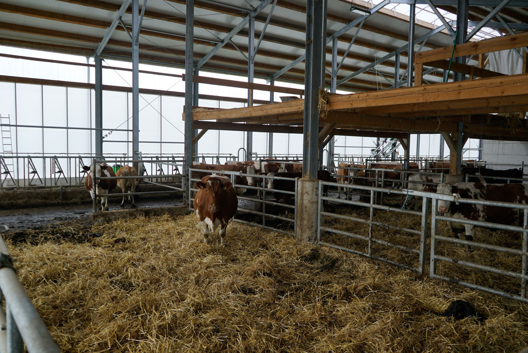 Leidenschaftliche Milchviehhaltung und   Zucht Erkenntnisse aus Milchleistungskontrolle, professioneller Klauenpflege und Generationswissen gebündelt   am Betrieb .jpg © Hatheier Leidenschaftliche Milchviehhaltung und   Zucht Erkenntnisse aus Milchleistungskontrolle, professioneller Klauenpflege und Generationswissen gebündelt   am Betrieb .jpg © Hatheier