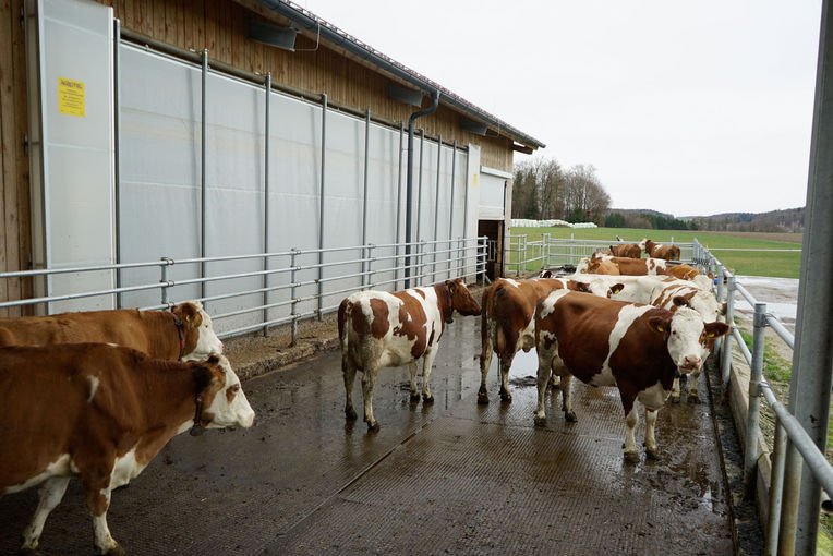 Leidenschaftliche Milchviehhaltung und   Zucht Erkenntnisse aus Milchleistungskontrolle, professioneller Klauenpflege und Generationswissen gebündelt   am Betrieb .jpg © Hatheier Leidenschaftliche Milchviehhaltung und   Zucht Erkenntnisse aus Milchleistungskontrolle, professioneller Klauenpflege und Generationswissen gebündelt   am Betrieb .jpg © Hatheier