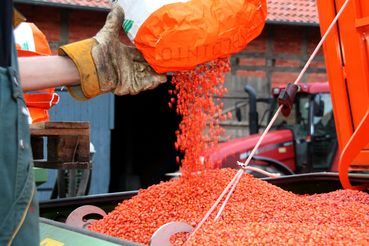 Mais_Saat_J_84-ID51921.jpg © Die Sortenwahl richtet sich neben der Ertragslage vordringlich nach Nutzung und Anbaulage. Mais_Saat_J_84-ID51921.jpg © Die Sortenwahl richtet sich neben der Ertragslage vordringlich nach Nutzung und Anbaulage.