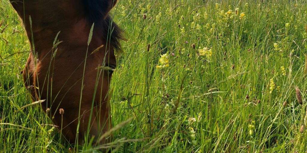 Pferd frisst auf Wiese.jpg © Viktoria Egger/LK Niederösterreich Pferd frisst auf Wiese.jpg © Viktoria Egger/LK Niederösterreich