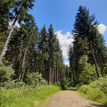 Einkommen aus Waldverkäufen müssen 
gesondert versteuert werden. Für die 
Berechnung der Steuer stehen zwei verschiedene Möglichkeiten zur Verfügung.  © FAST Pichl