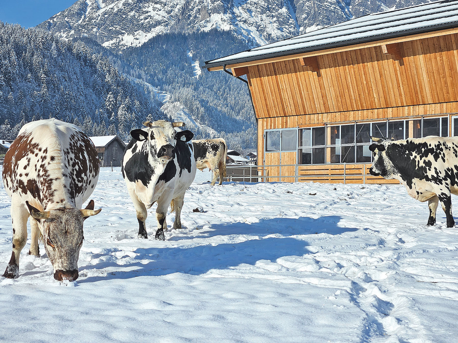 Kaiserliche Rasse in einem königlichen  Stall .jpg © Mooslechner Kaiserliche Rasse in einem königlichen  Stall .jpg © Mooslechner