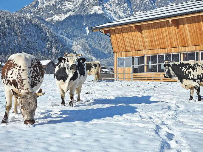 Kaiserliche Rasse in einem königlichen  Stall .jpg © Mooslechner