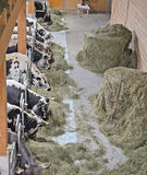 Kaiserliche Rasse in einem königlichen  Stall .jpg © Mooslechner