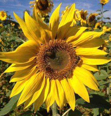 Sonnenblume Bio-Förderung.jpg © Sima