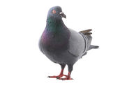 Taube © fotomaster – stock.adobe.com