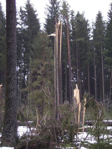 Sturrmholz.jpg © Landwirtschaftskammer OÖ Sturrmholz.jpg © Landwirtschaftskammer OÖ