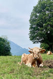 Weideochsen im Nebenerwerb.jpg © Privat