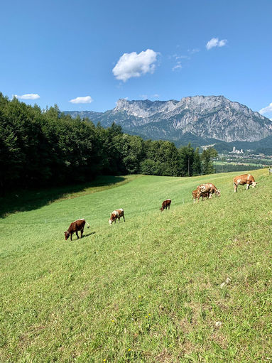 Weideochsen im Nebenerwerb.jpg © Privat Weideochsen im Nebenerwerb.jpg © Privat
