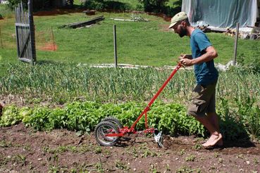 Market Garden Kopeinig.jpg