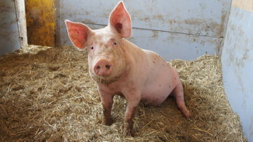 Schwein .jpg © Anna Schultes Schwein .jpg © Anna Schultes
