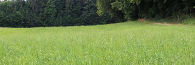 Grünland.jpg © Landwirtschaftskammer OÖ/Fritscher