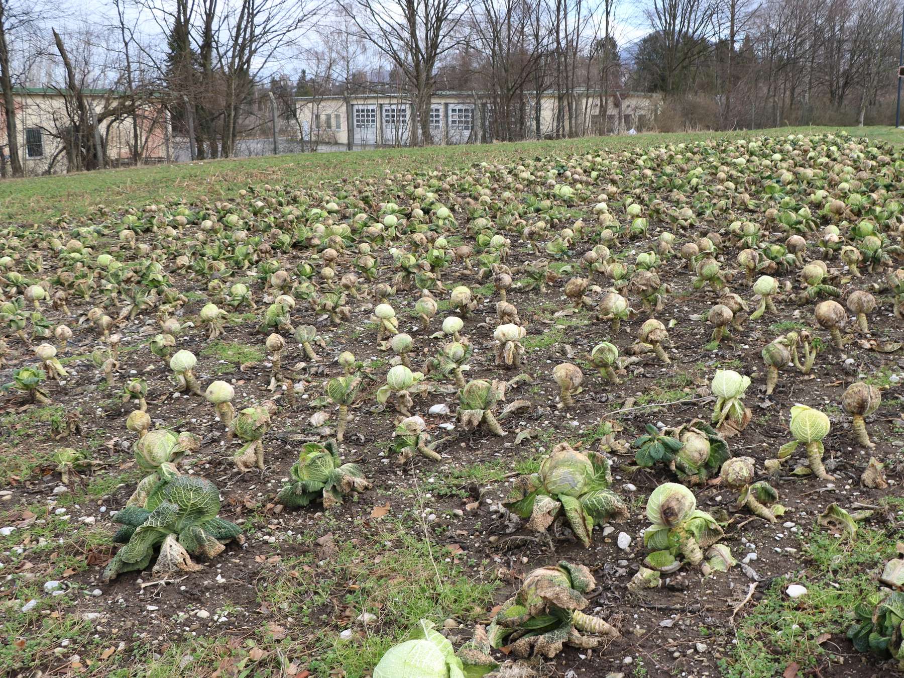 sb05_mt_feld.jpg © Dürnberger sb05_mt_feld.jpg © Dürnberger