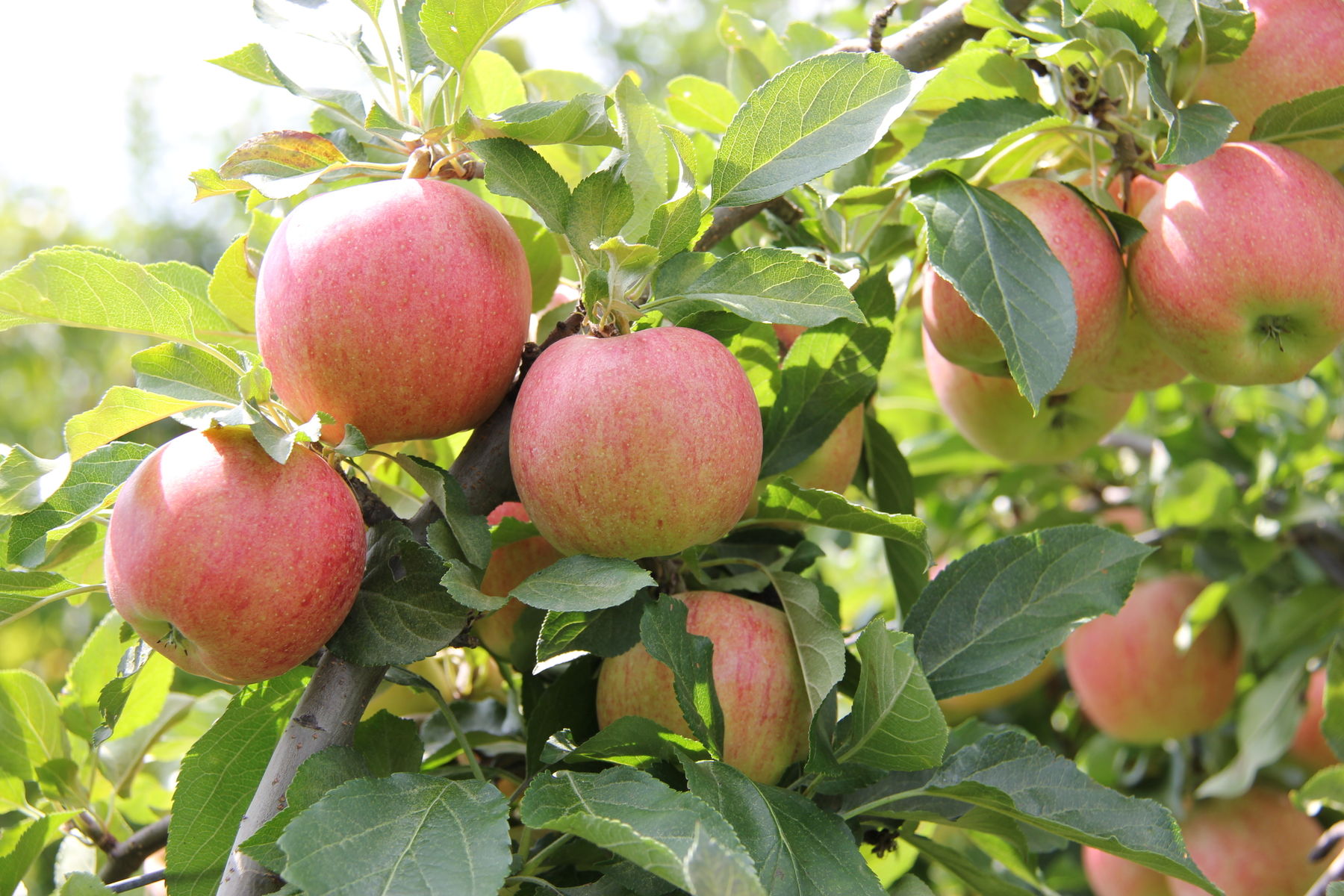 Äpfel .jpg © Anna Schultes Äpfel .jpg © Anna Schultes