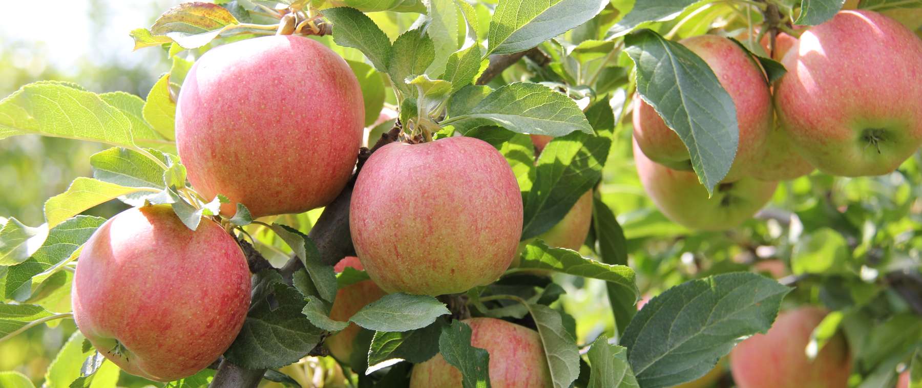 Äpfel .jpg © Anna Schultes