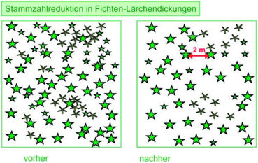 Dickungspflege Abbildung 1.jpg © Quelle: www.waldbauberater.at, S. 56