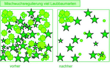 Dickungspflege Abbildung 2.jpg © Quelle: www.waldbauberater.at, S. 56