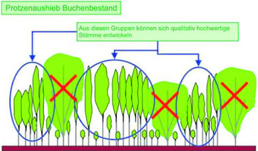 Dickungspflege Abbildung 4.jpg © Quelle: www.waldbauberater.at, S. 56