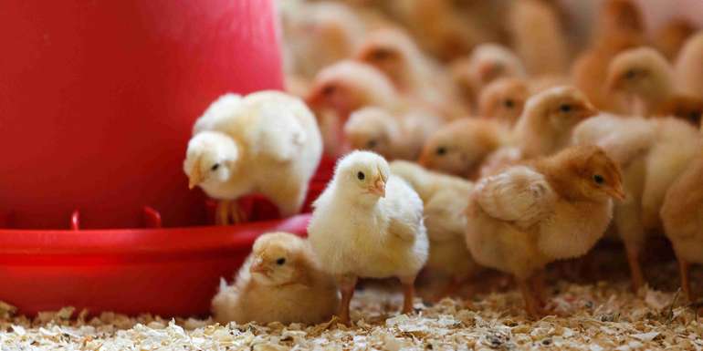 Foto Beratung Biolandbau_LK OOE (66).jpg © LK OÖ/Biolandbau Beratungsfoto Foto Beratung Biolandbau_LK OOE (66).jpg © LK OÖ/Biolandbau Beratungsfoto