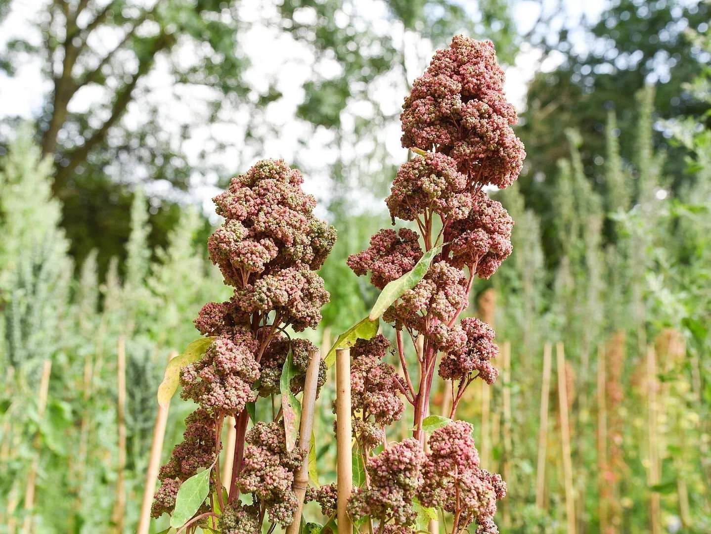 Quinoa_Claudia_Eulitz_uni_Kiel.jpg © Claudia Eulitz, UNI Kiel Quinoa_Claudia_Eulitz_uni_Kiel.jpg © Claudia Eulitz, UNI Kiel