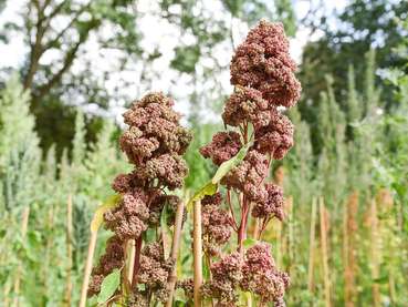 Quinoa_Claudia_Eulitz_uni_Kiel.jpg © Claudia Eulitz, UNI Kiel Quinoa_Claudia_Eulitz_uni_Kiel.jpg © Claudia Eulitz, UNI Kiel