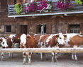 Kuh, Kühe, Stall, Auslauf 3 (LK Tirol, Aichner) - Kopie 2 © Aichner