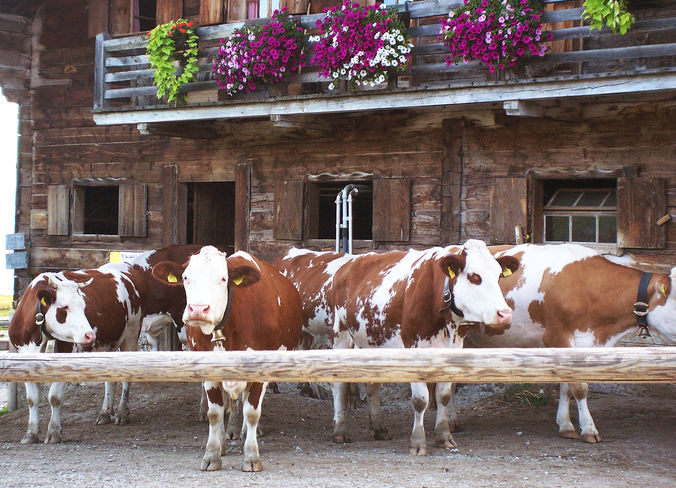 Kuh, Kühe, Stall, Auslauf 3 (LK Tirol, Aichner) - Kopie 2.jpg