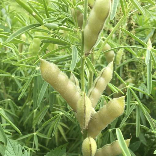 2_Hülsenfrucht Weisse Lupine.jpg © BWSB/Gerstl