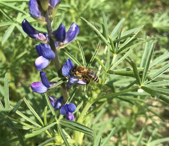 Lupine - Bienentrachtpflanze.jpg © BWSB/Gerstl