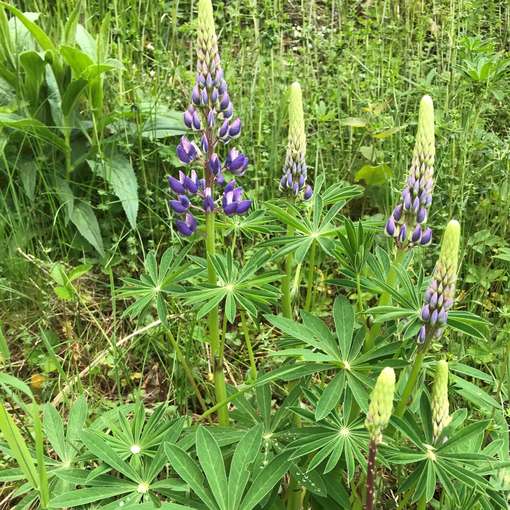 Lupine - Wildpflanze.jpg © BWSB/Gerstl