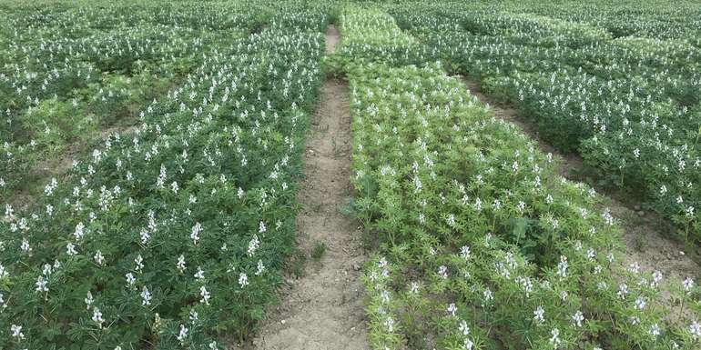 Weiße Lupine mit und ohne Impfung.jpg