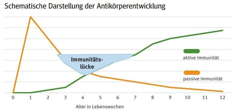 Antikörperentwicklung.jpg