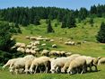 Schafe auf der Weide/Alm © Ekrem