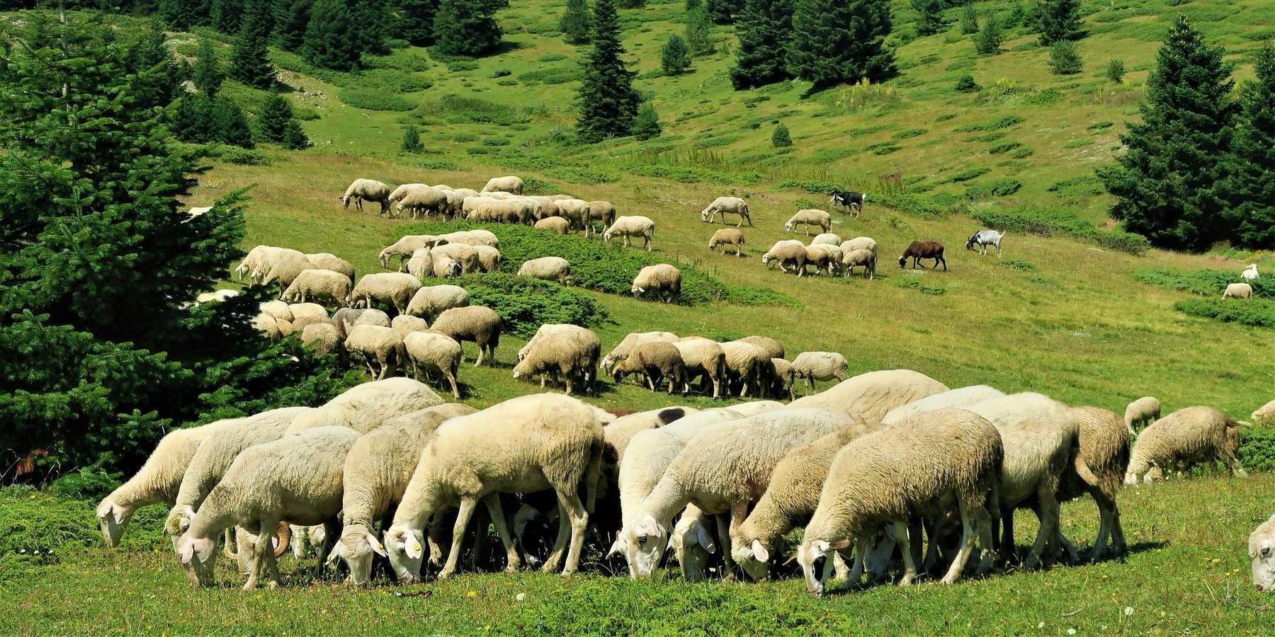 Schafe auf der Weide/Alm
