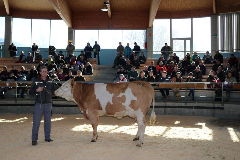 Zuchtvieh Versteigerung St. Donat.jpg © caRINDthia