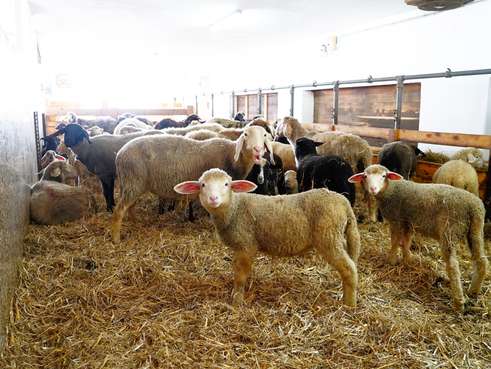 Die Schafe sind bei den Eders Familiensache – Webergut in Saalfelden.jpg
