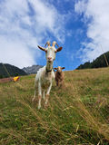 Die Schafe sind bei den Eders Familiensache – Webergut in Saalfelden.jpg