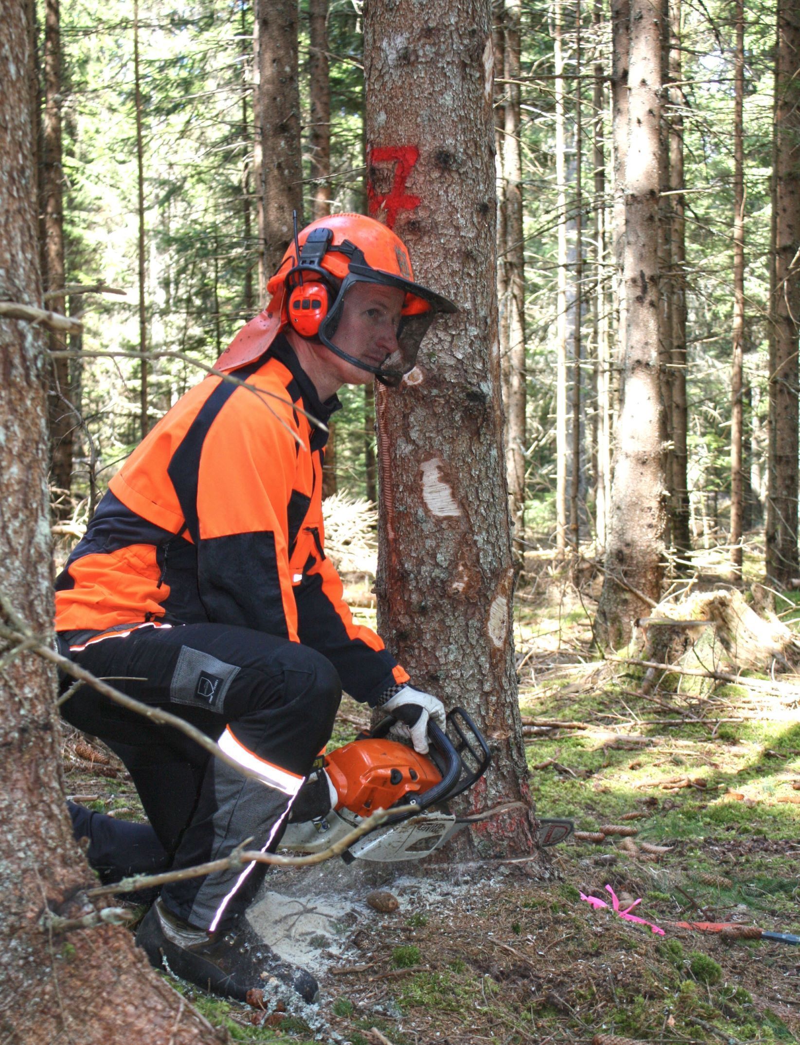 Motorsäge.jpg © Landesforstdirektion Motorsäge.jpg © Landesforstdirektion